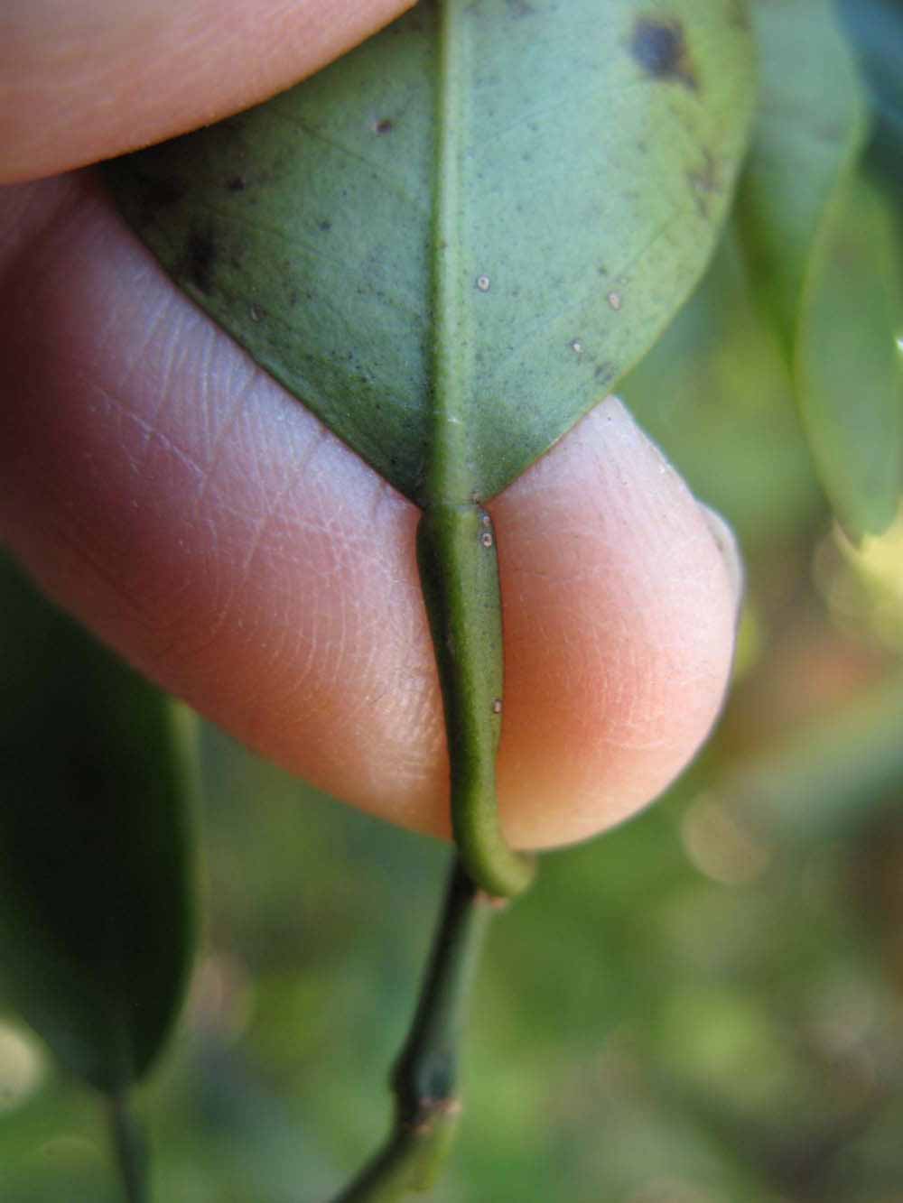              Petiole (Winter Haven, FL)       